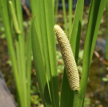 跡見群芳譜(野草譜 ショウブ)